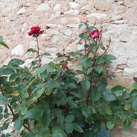 Bed & Breakfast Des Baux *